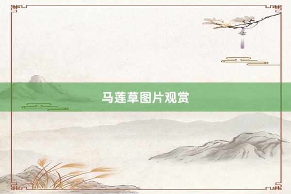 马莲草图片观赏